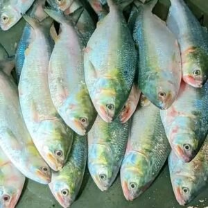 দশ পিস ৫ কেজি ১৮০০ টাকা