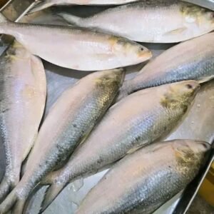 ৬ পিস পাঁচ কেজি ২৩০০ টাকা