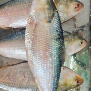 ৫ পিস ৮ কেজি ৩৫০০ টাকা