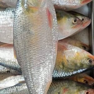 পাঁচ পিস ১০ কেজি ৪৫০০ টাকা